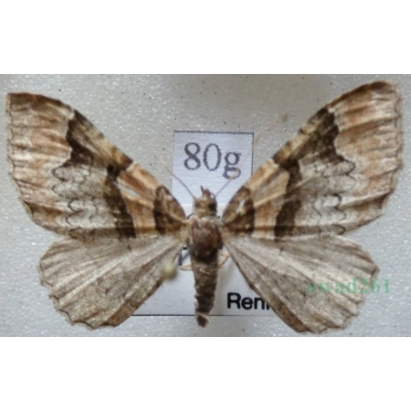 Catarhoe rubidata (Denis & Schiffermüller, 1775) Paśnik czerwieniak Czech80g